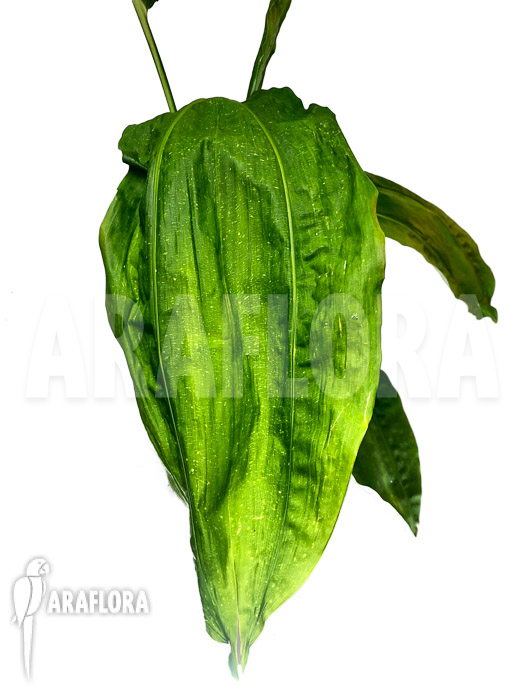 Cyclanthus bipartitus