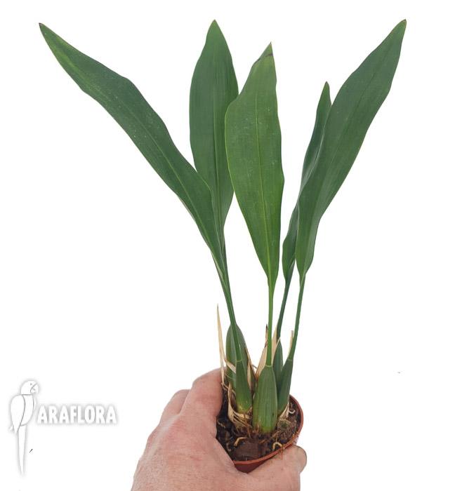 Dendrochilum cobbianum