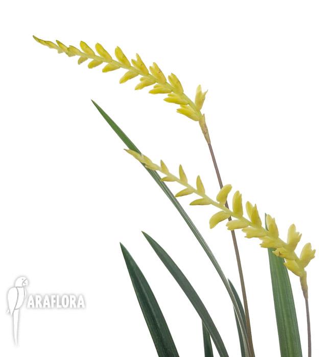 Dendrochilum javieri