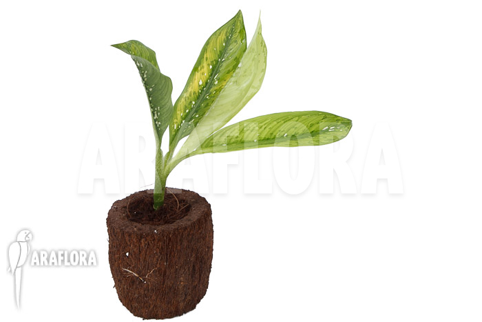 Dieffenbachia hybrid (Crocodile) M