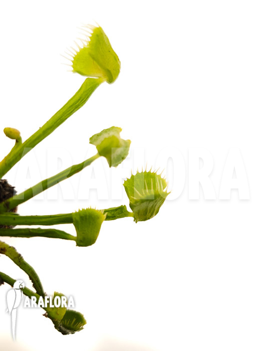 Dionaea muscipula ‘Splash’
