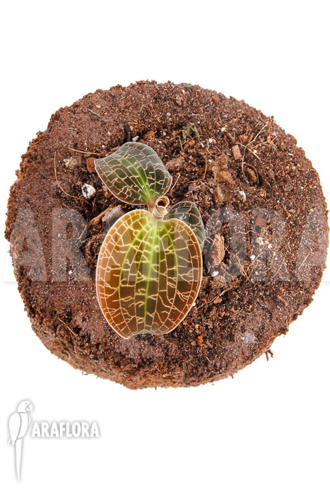 Dossinia-marmorata-6