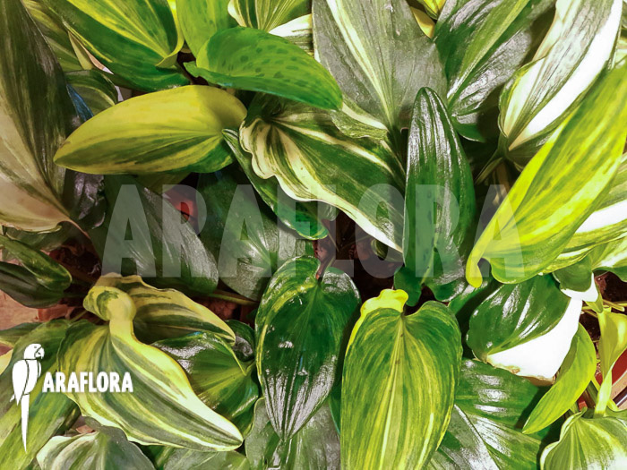 Drimiopsis maculata variegata