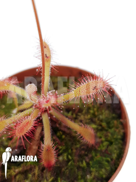 Drosera riparia