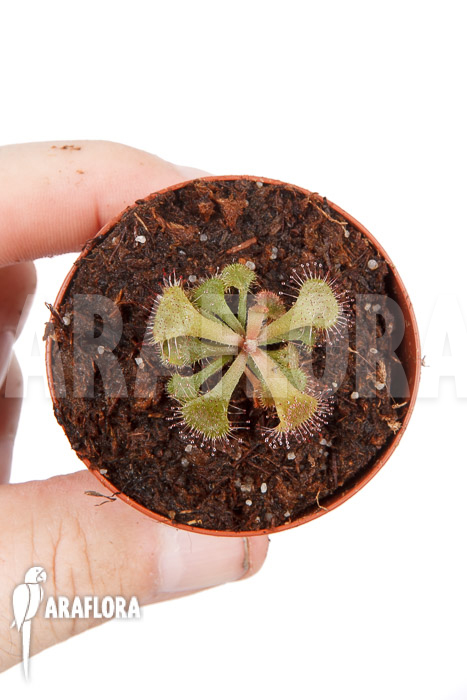 Drosera rubrifolia