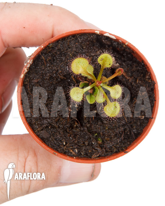 Drosera rupicola ‘S’