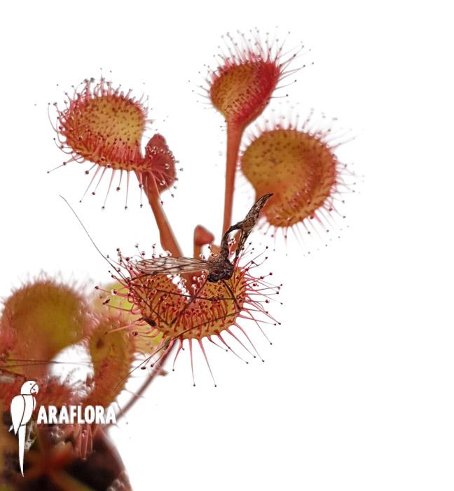 Drosera rupicola red2