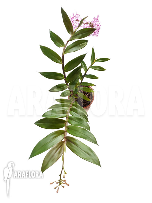Epidendrum Anika Hassinger