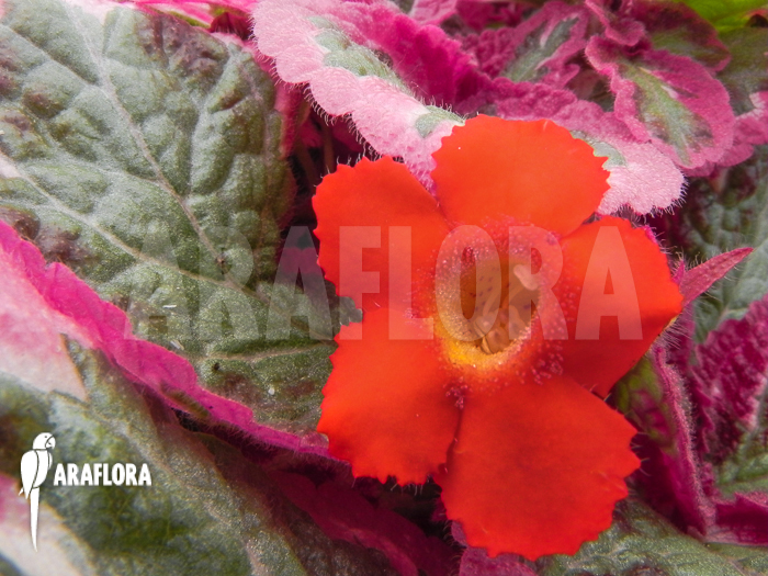 Episcia cupreata Cleopatra