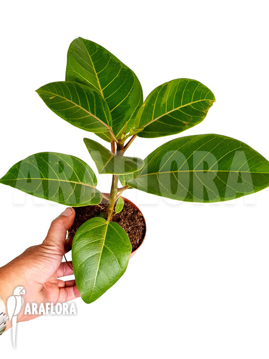 Ficus altissima var ‘Starter’