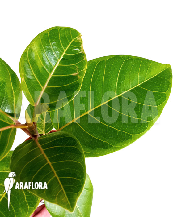 Ficus altissima var ‘Starter’