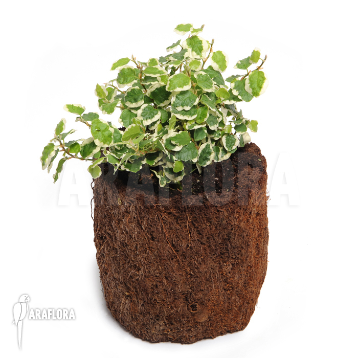 Ficus pumila ‘Sunny’ ‘S’