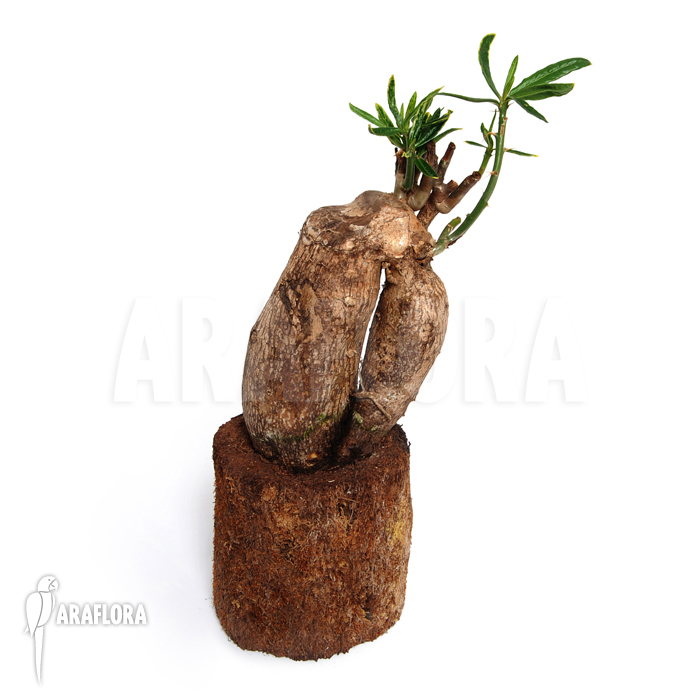 Fockea edulis ‘M’