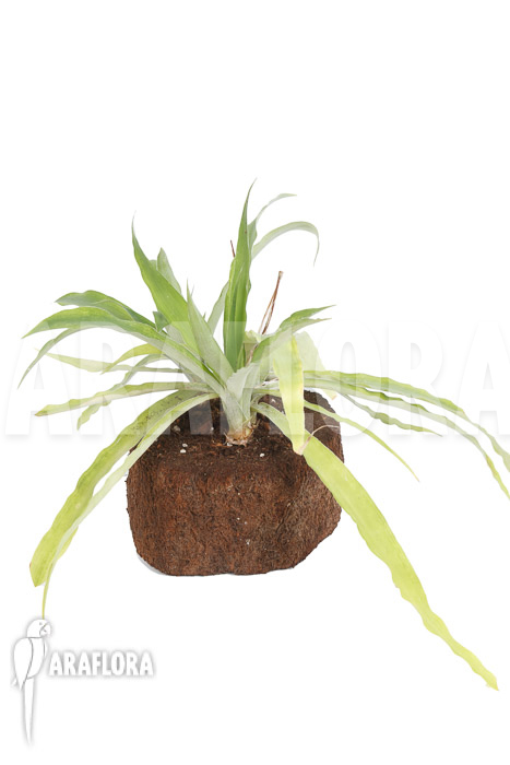 Fosterella penduliflora