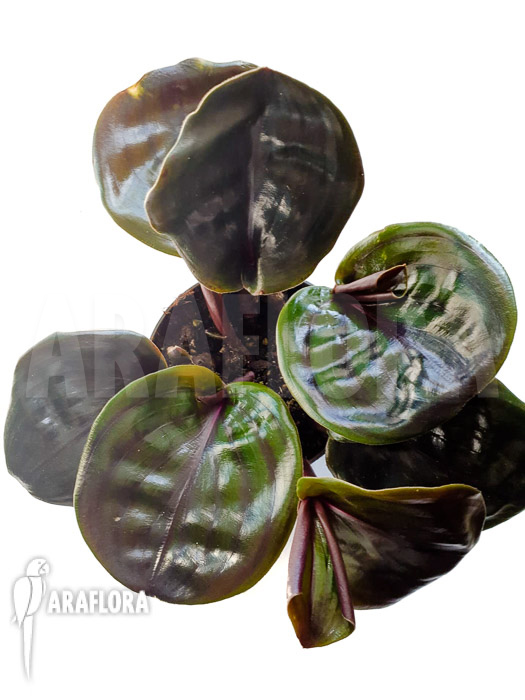 Geogenanthus ciliatus