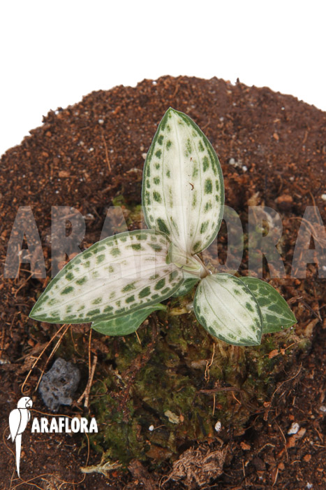 Goodyera schlechtendaliana var ‘Nishikiran Japan’