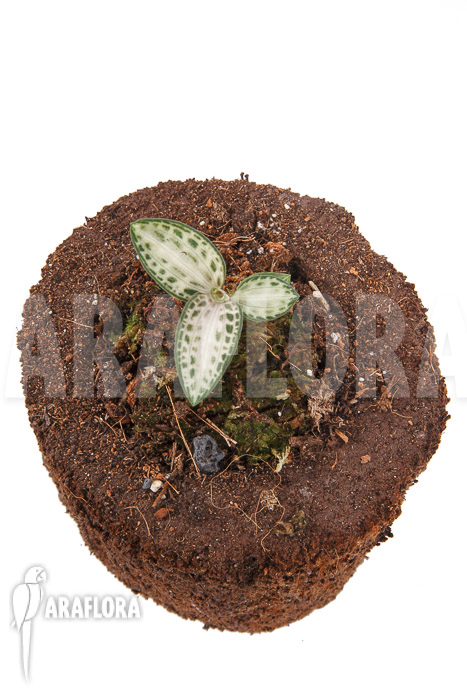Goodyera schlechtendaliana var ‘Nishikiran Japan’
