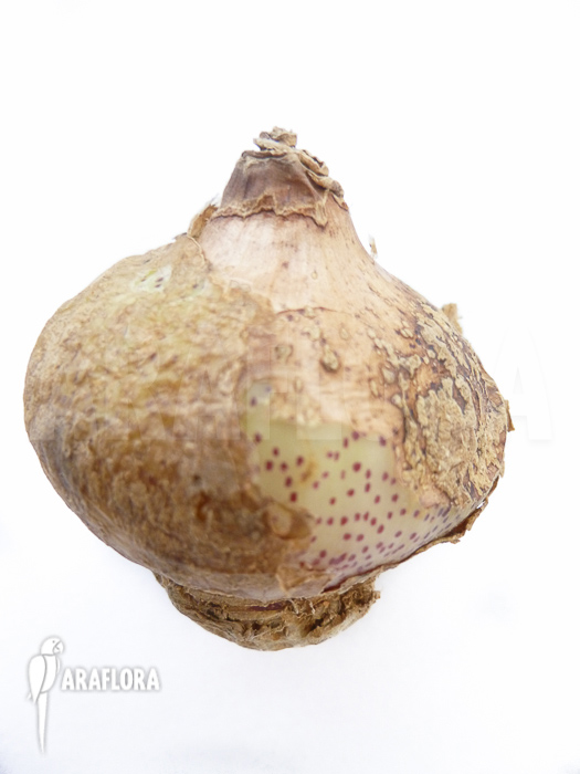 Haemanthus multiflorus bulb