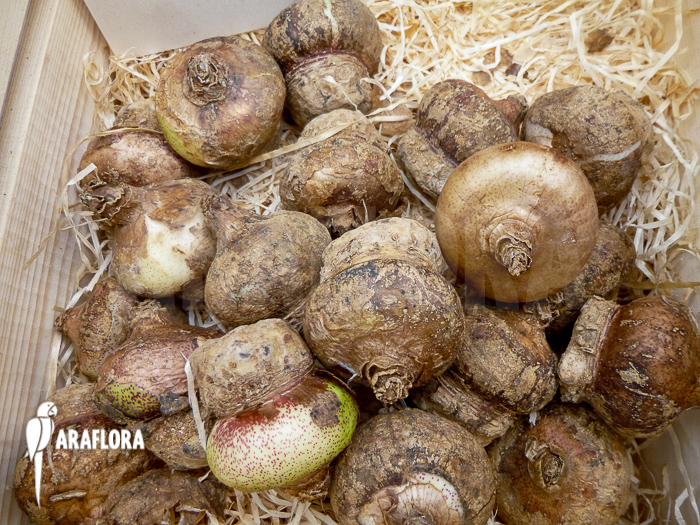 Haemanthus multiflorus start