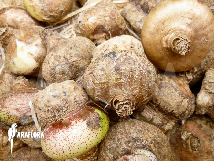 Haemanthus multiflorus flower