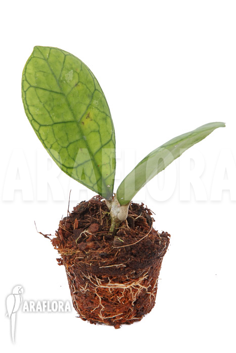 Hoya finlaysonii Rp099 ‘S’