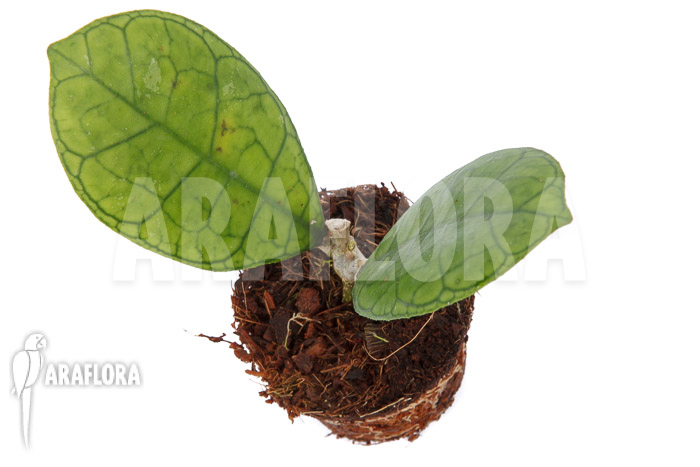 Hoya finlaysonii Rp099 ‘S’