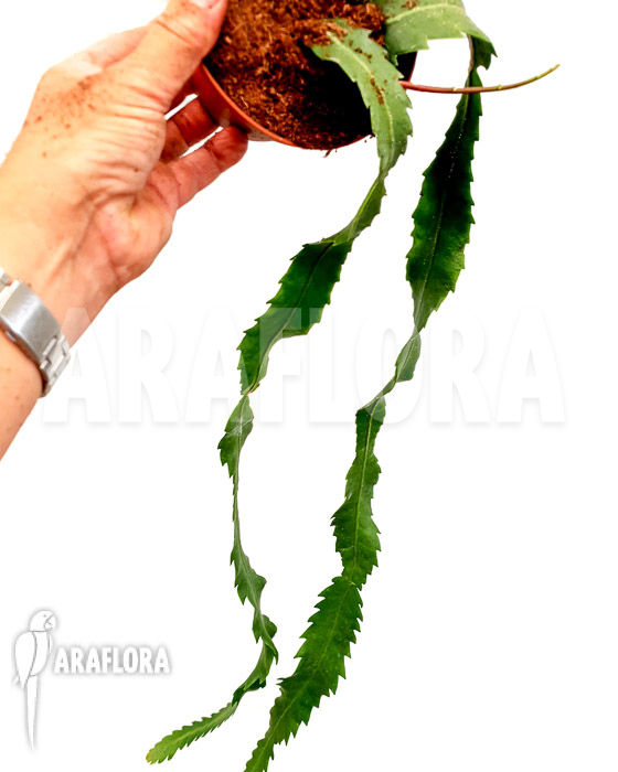 Lepismium houlletianum var. Regnellii