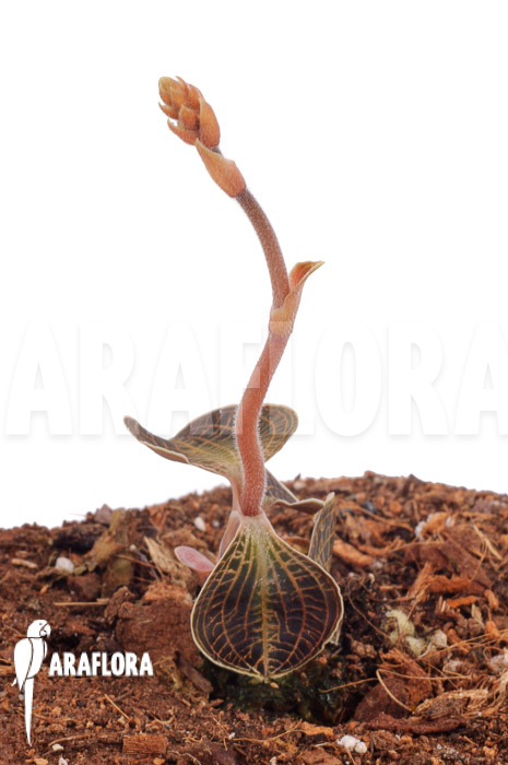 Macodes sanderiana x limii