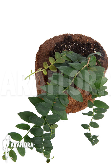 Marcgravia species ‘Colombia’