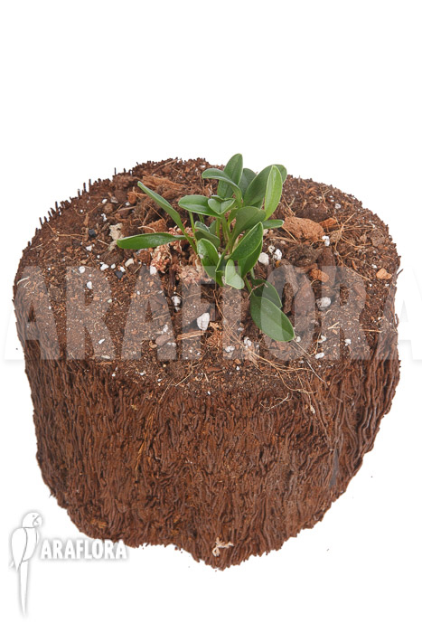 Masdevallia nidifica