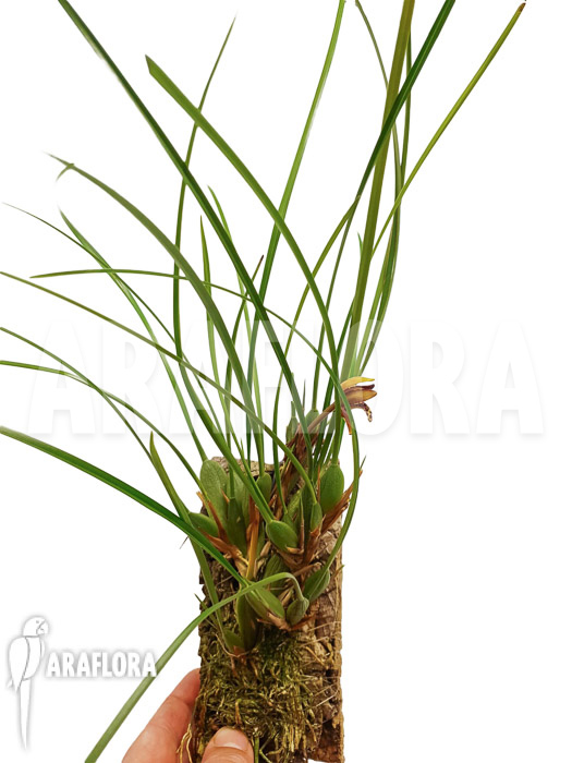 Maxillaria tenuifolia ‘on cork’