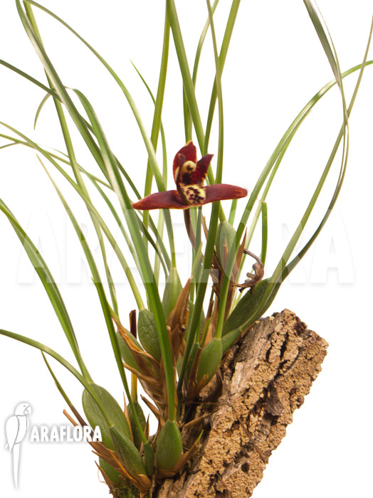 Maxillaria tenuifolia ‘on cork’