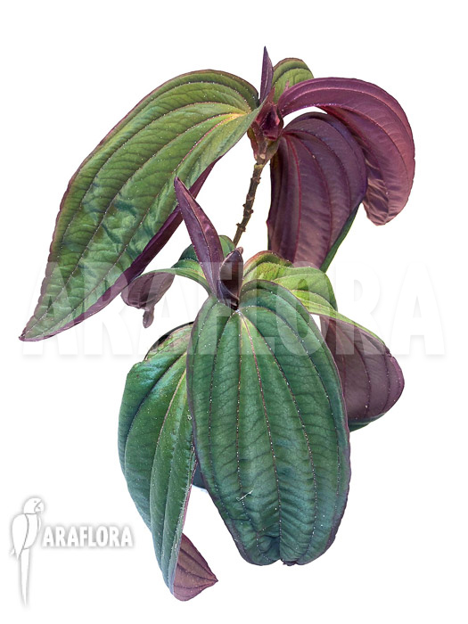 Medinilla x ‘Gregori Hambali’