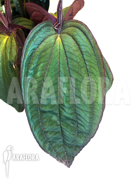 Medinilla x ‘Gregori Hambali’