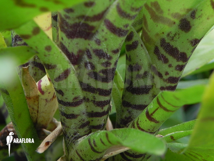 Neoregelia-ampullacea_Green-Tiger_(S)-4