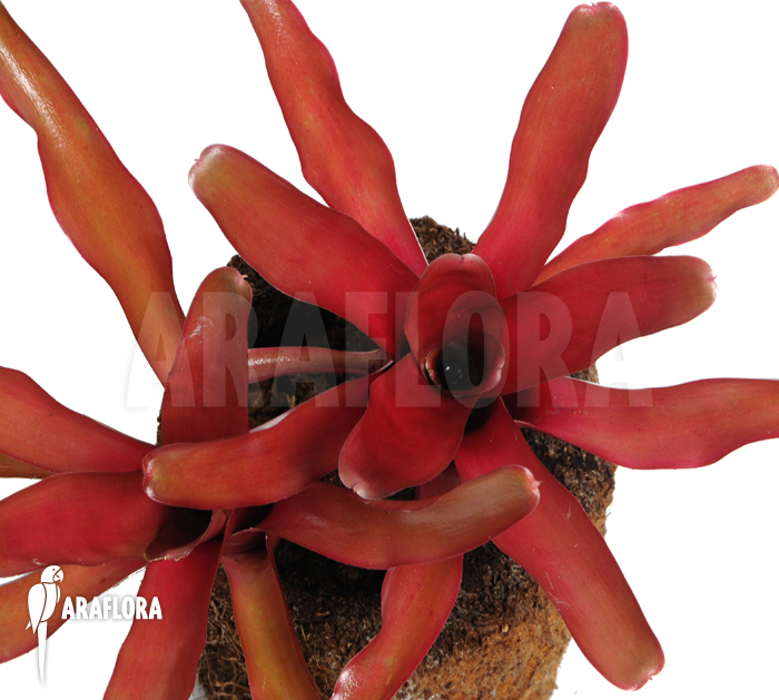 Neoregelia-schultesiana_Fireball_(S)-3