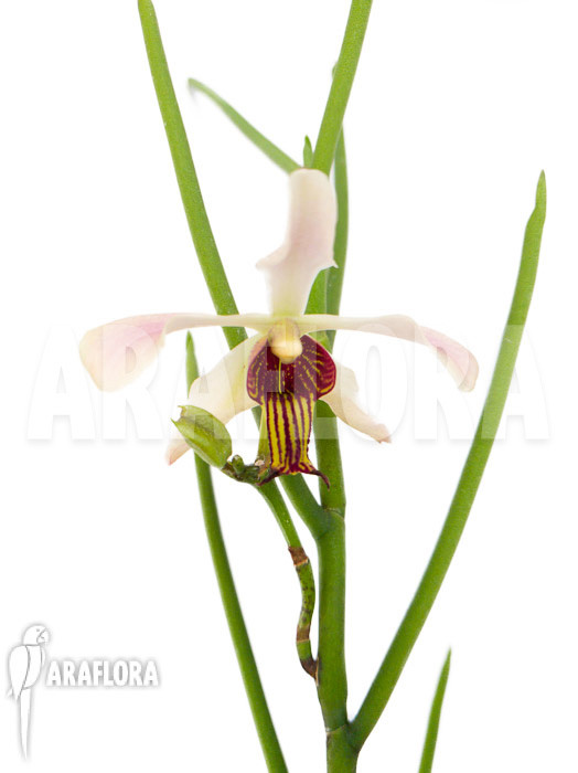 Papillonanthe taiwaniana