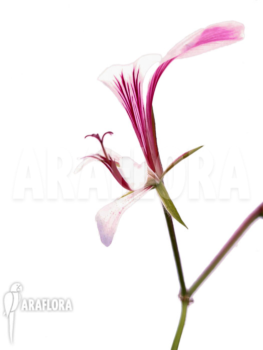 Pelargonium tetragonum