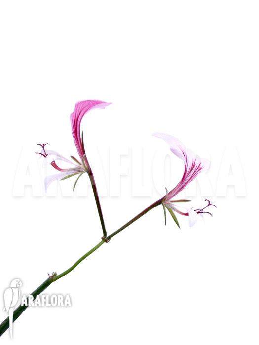 Pelargonium tetragonum