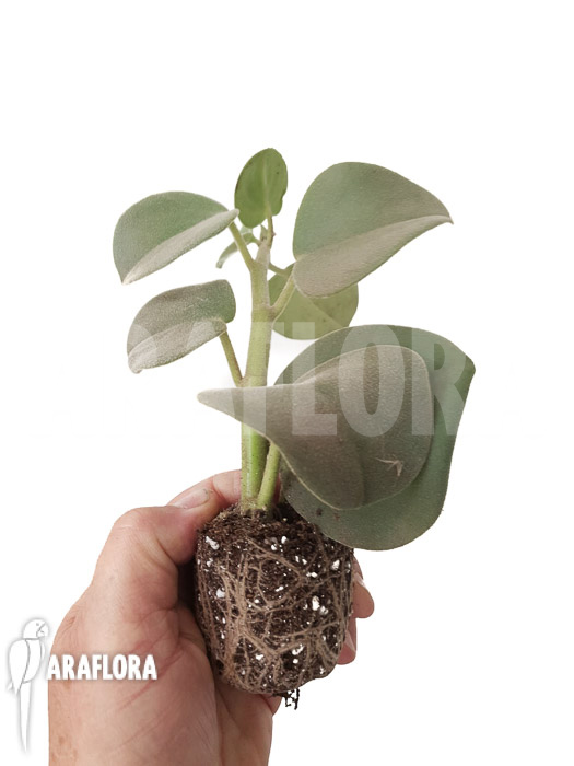 Peperomia hovaria ‘Starter’
