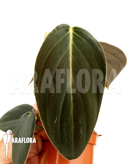 Philodendron gigas ‘starter’