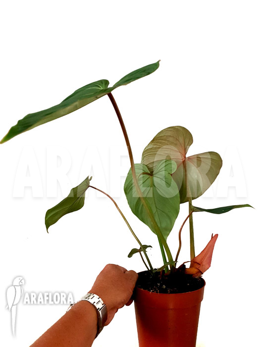 Philodendron gloriosum