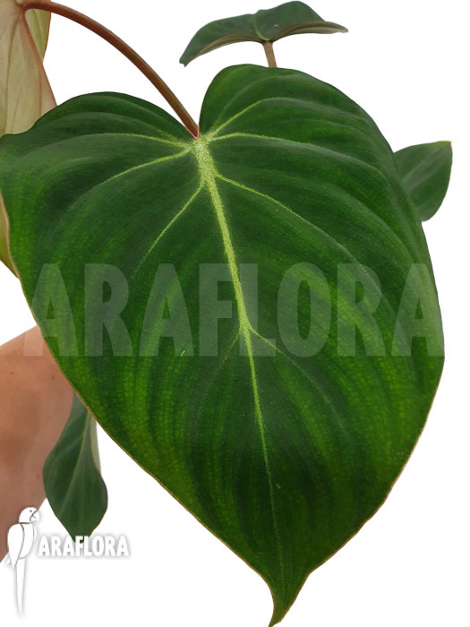Philodendron gloriosum Type C ‘starter’