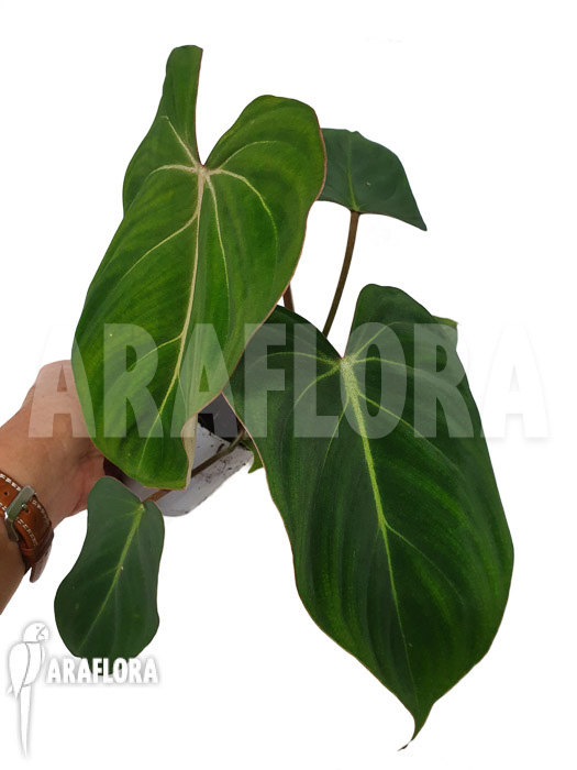 Philodendron gloriosum Type C ‘starter’