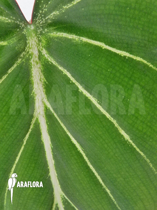 Philodendron gloriosum ‘starter’