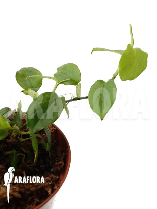 Philodendron pteromischum