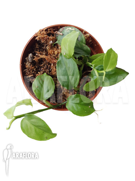 Philodendron pteromischum