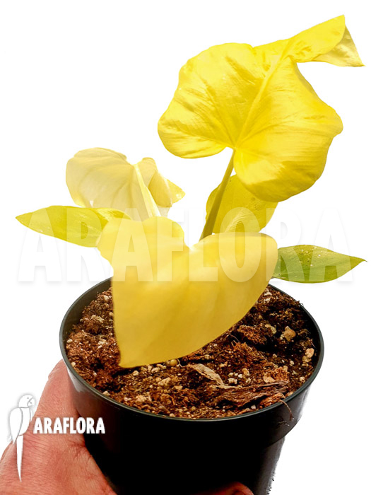 Philodendron selloum yellow ‘starter’