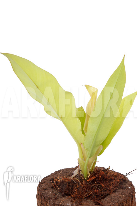 Philodendron x ‘Golden Saw’