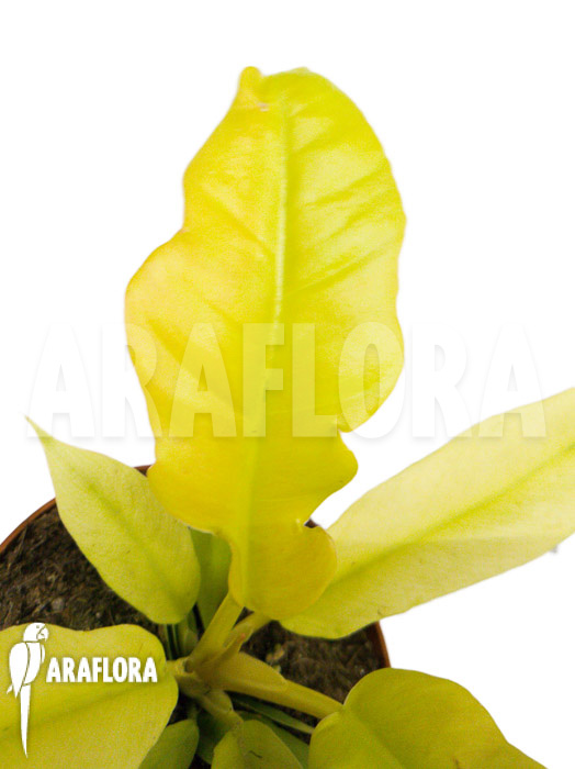 Philodendron ‘Yellow saw’